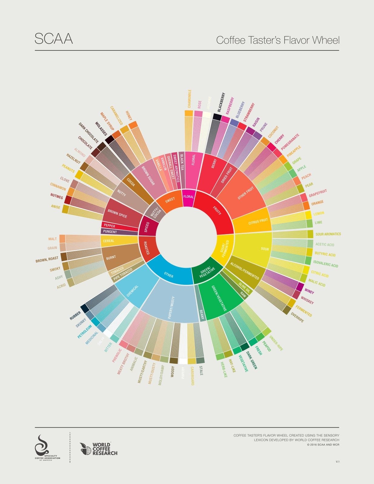 The SCAA flavor wheel — the language our baristas train on.