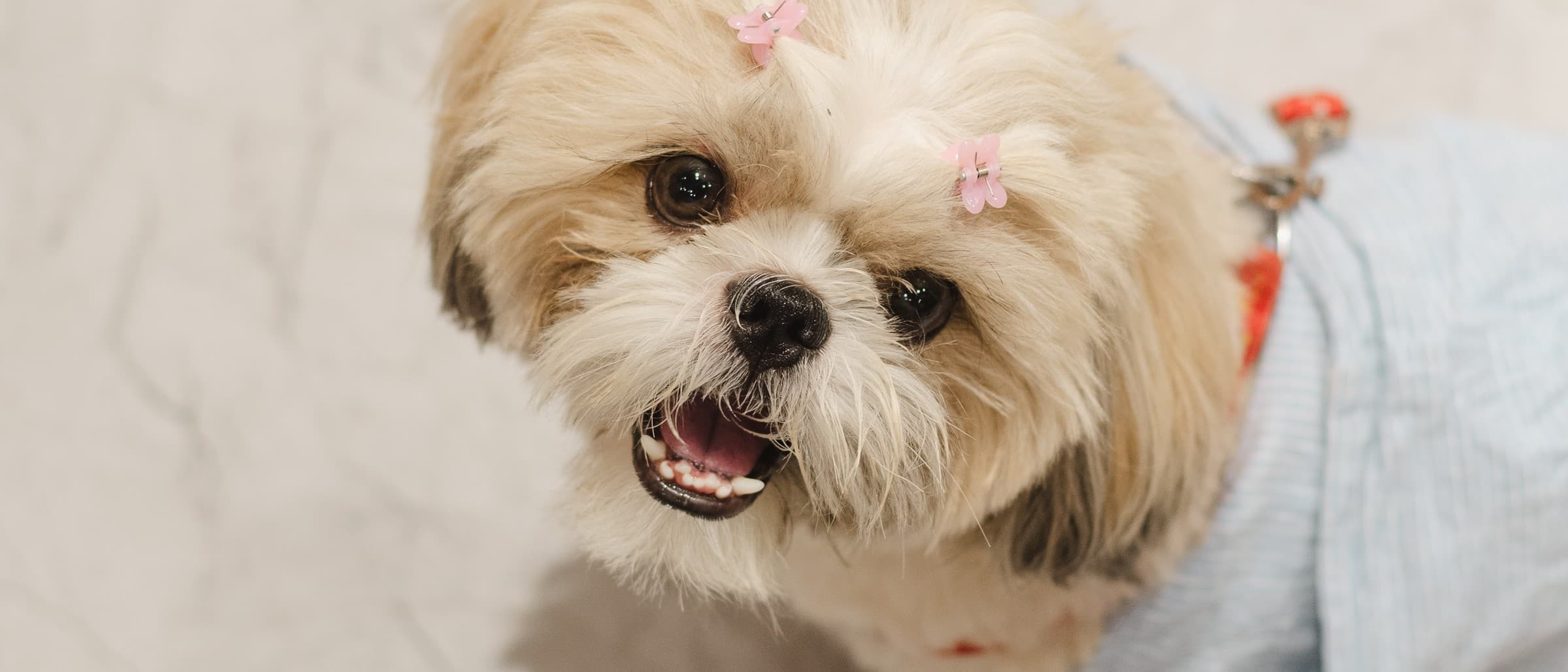Luffy, 1DM's Chief Bark-ista, ready for his close-up